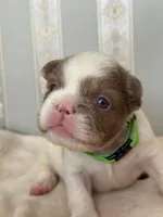 Isabella pied FLUFFY Male , a male French Bulldog for sale in Miami, OK – Photo 6 of 6