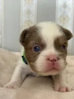 Isabella pied FLUFFY Male , a male French Bulldog for sale in Miami, OK – Photo 2 of 6