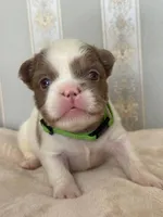Isabella pied FLUFFY Male , a male French Bulldog for sale in Miami, OK – Photo 1 of 6