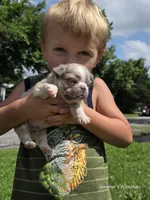 Lilac fluffy male , a male French Bulldog for sale in Miami, OK – 3 of 9