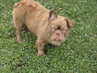 Kobe , a male French Bulldog for sale in Miami, OK – 2 of 4