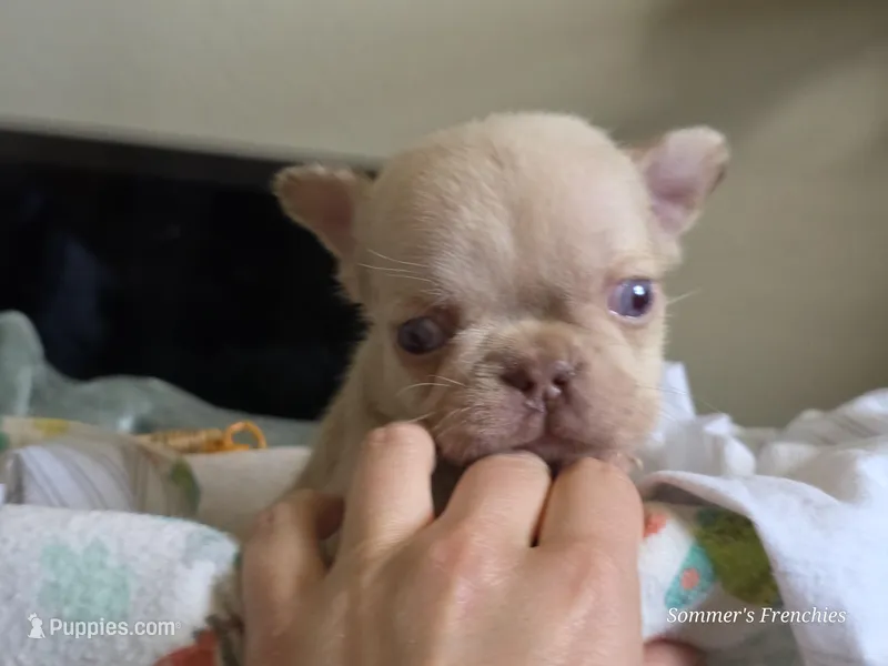 Newshade isabella merle fluffy carrier  – French Bulldog puppy for sale in Miami, OK