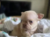 Newshade isabella merle fluffy carrier , a male French Bulldog for sale in Miami, OK – Photo 2 of 5