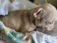 Newshade isabella merle fluffy carrier , a male French Bulldog for sale in Miami, OK – Photo 5 of 5