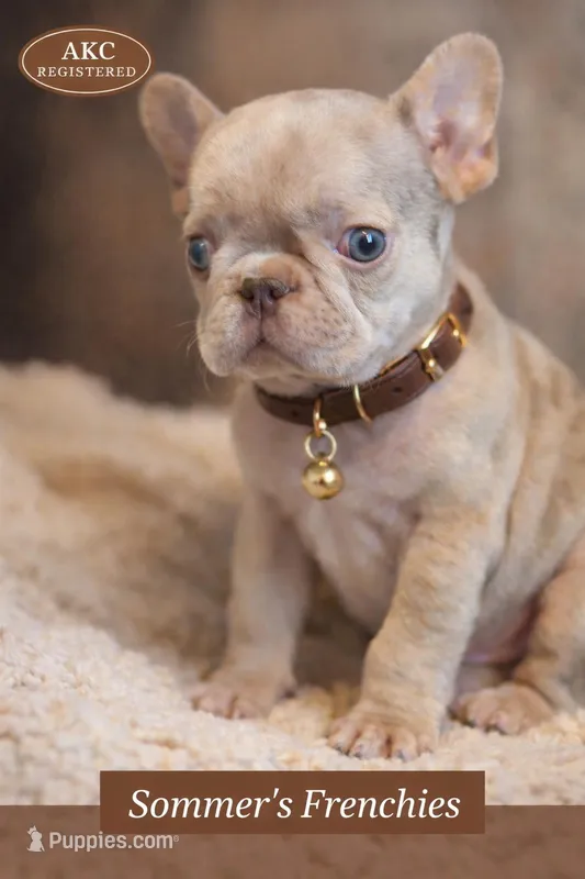 Newshade isabella merle fluffy carrier  – French Bulldog puppy for sale in Miami, OK