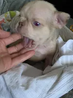 Newshade isabella merle fluffy carrier , a male French Bulldog for sale in Miami, OK – Photo 3 of 5