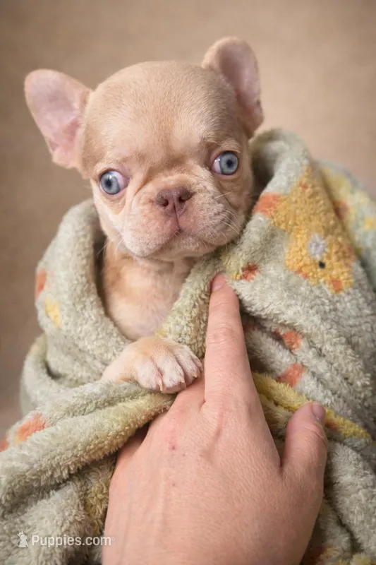 Newshade isabella merle fluffy carrier  – French Bulldog puppy on hold in Miami, OK