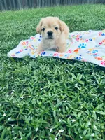 Biscuit , a male French Bulldog for sale in Miami, OK – 3 of 6
