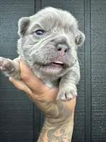 Macy , a female French Bulldog for sale in Miami, OK – 2 of 3