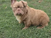 Kobe , a male French Bulldog for sale in Miami, OK – 4 of 4