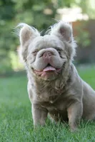 Chanel , a female French Bulldog for sale in Miami, OK – 5 of 10