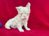 Pink fluffy , a male French Bulldog for sale in Miami, OK – 6 of 6