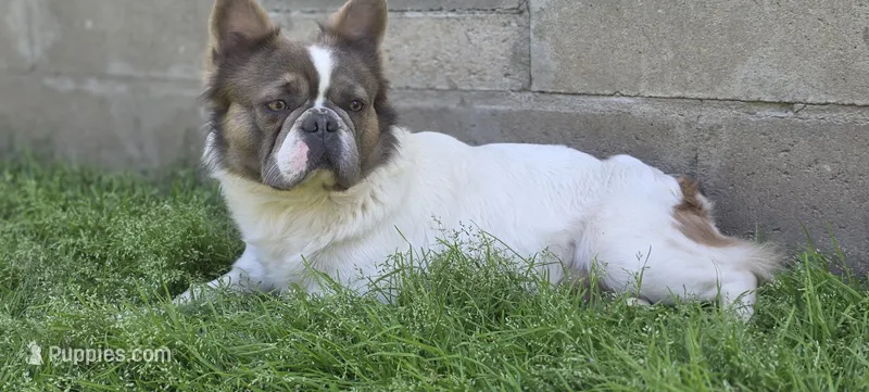 Spook  – French Bulldog puppy for sale in Miami, OK