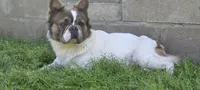 Spook , a male French Bulldog for sale in Miami, OK – 1 of 5
