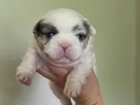 CURLY FLUFFY MALE , a male French Bulldog for sale in Miami, OK – 5 of 10