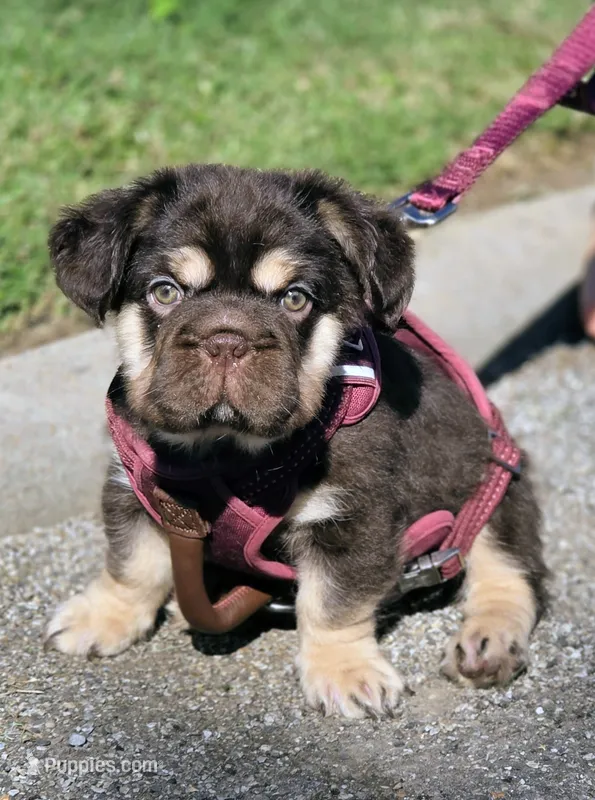 Bruno  – French Bulldog puppy for sale in Miami, OK