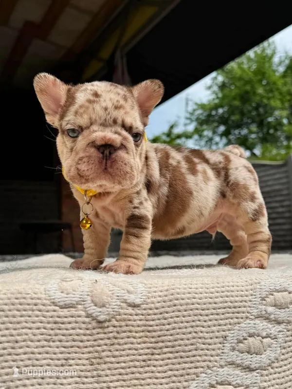 TITAN – French Bulldog puppy for sale in Miami, OK