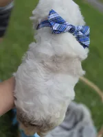 CURLY FLUFFY MALE , a male French Bulldog for sale in Miami, OK – 8 of 10