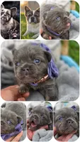 Lilac and tan fluffy female , a female French Bulldog for sale in Miami, OK – 3 of 10