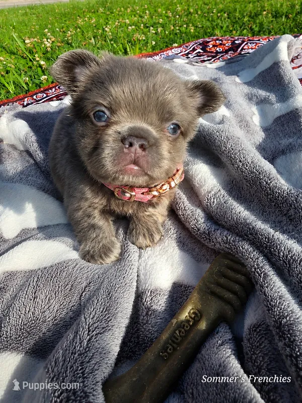 Lilac and tan fluffy female 🥰 – French Bulldog puppy for sale in Miami, OK