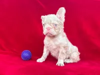 Pink fluffy , a male French Bulldog for sale in Miami, OK – 3 of 6