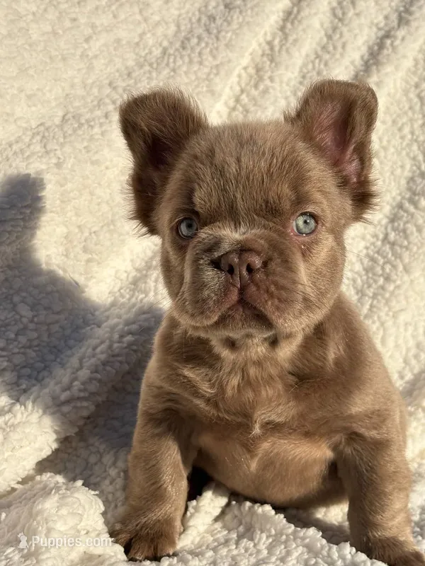 Bella ISABELLA FLUFFY Female  – French Bulldog puppy for sale in Miami, OK