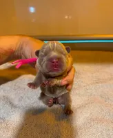 Fluffy Rojo Female 💜 , a female French Bulldog for sale in Miami, OK – 6 of 9
