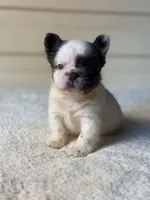 Smurf , a male French Bulldog for sale in Miami, OK – 1 of 4