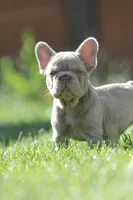 Chanel , a female French Bulldog for sale in Miami, OK – 9 of 10