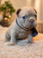 Ruger Newshade Isabella Fluffy Carrier , a male French Bulldog for sale in Miami, OK – 3 of 3