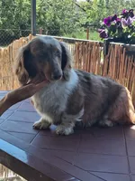 Long haired male , a male Dachshund for sale in Miami, OK – 1 of 1