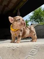 TITAN, a male French Bulldog for sale in Miami, OK – 4 of 7