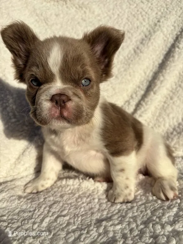 Annie isabella pied FLUFFY  – French Bulldog puppy for sale in Miami, OK