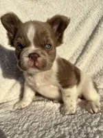 Annie isabella FLUFFY , a female French Bulldog for sale in Miami, OK – 1 of 10