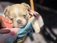 Rose 🌹 , a female French Bulldog for sale in Miami, OK – 1 of 6