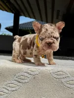 TITAN, a male French Bulldog for sale in Miami, OK – 5 of 7