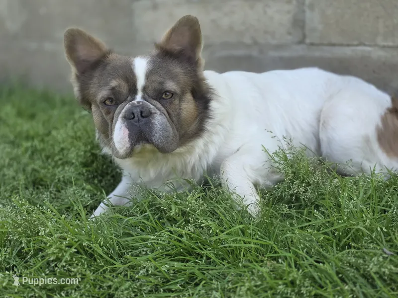 Spook  – French Bulldog puppy for sale in Miami, OK
