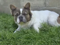 Spook , a male French Bulldog for sale in Miami, OK – 4 of 5