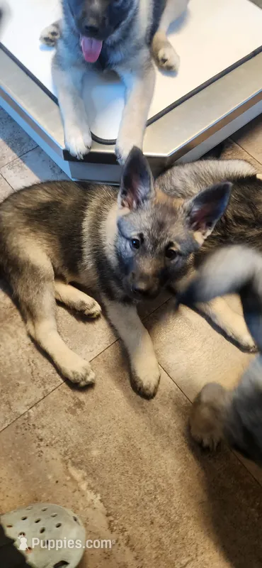 Purple – Norwegian Elkhound puppy for sale in Cooperstown, NY