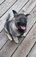 Orange, a female Norwegian Elkhound for sale in Cooperstown, NY – 2 of 2