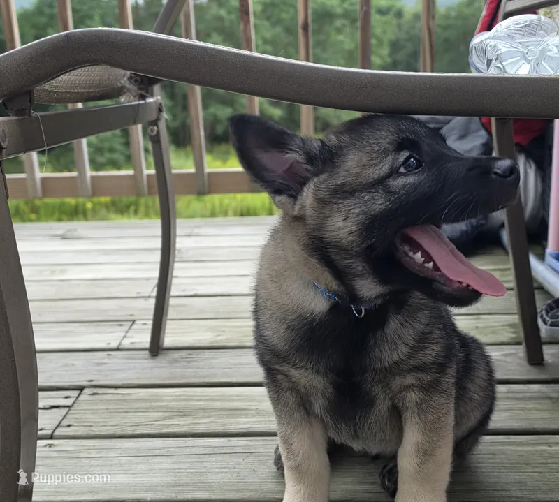 Blue  – Norwegian Elkhound puppy for sale in Cooperstown, NY