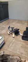 Green, a male Norwegian Elkhound for sale in Cooperstown, NY – 1 of 2