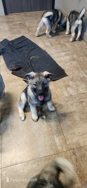 Orange – Norwegian Elkhound puppy for sale in Cooperstown, NY