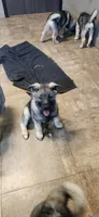 Orange, a female Norwegian Elkhound for sale in Cooperstown, NY – 1 of 2