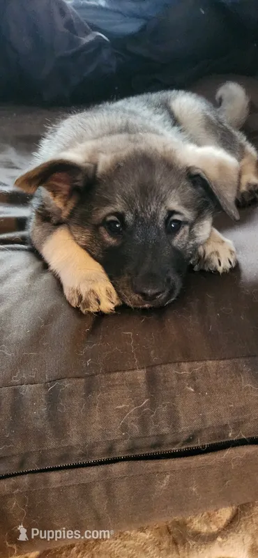 Green – Norwegian Elkhound puppy for sale in Cooperstown, NY