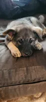 Green, a male Norwegian Elkhound for sale in Cooperstown, NY – 2 of 2