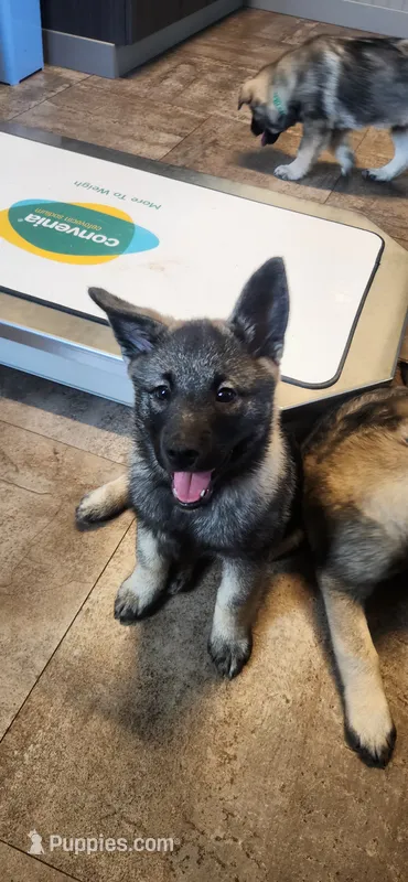 Pink – Norwegian Elkhound puppy for sale in Cooperstown, NY
