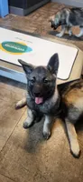 Pink, a female Norwegian Elkhound for sale in Cooperstown, NY – 1 of 1