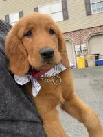Effa, a female Golden Retriever and Irish Setter for sale in ,  – 2 of 5