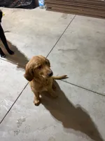 Effa, a female Golden Retriever and Irish Setter for sale in ,  – 4 of 5